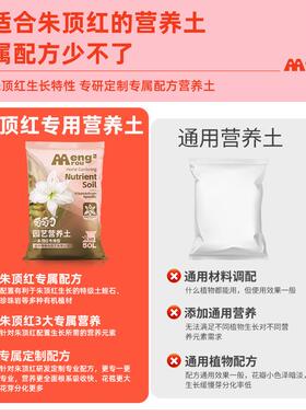 朱顶红专用营养土透气疏松园艺通用型肥料促花鲜艳朱顶红轻质土