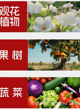 纯羊粪肥有机发酵腐熟羊粪蛋养花种菜营养土农家肥通用无异味