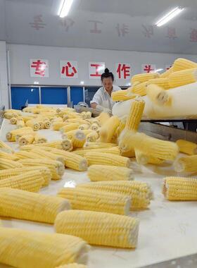 现货供应鲜玉米蒸煮机糯玉米加工设备鲜食甜玉米棒流水线