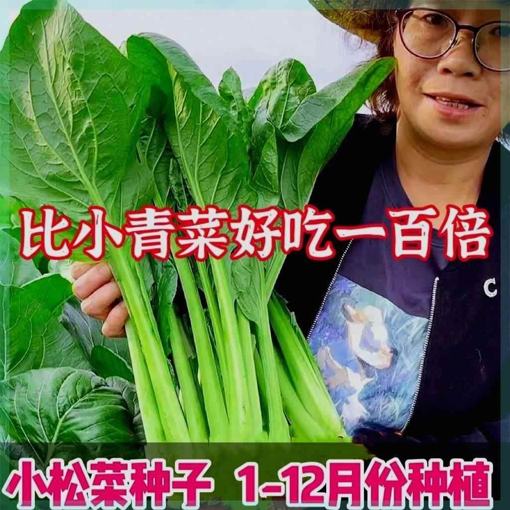 正宗小菘菜种子小松菜籽四季耐热速生耐寒青梗菜阳台青松菜小青菜 - 图0