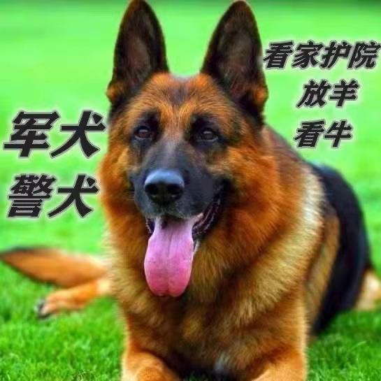 德牧幼犬大型犬警犬德国牧羊犬真狗狼犬正宗黑背弓背看门狗德牧 - 图2