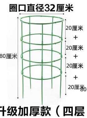 花架子火龙果太阳花月季绿萝花盆