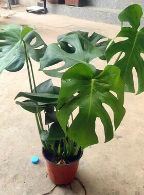 龟背竹大叶四季长青花卉绿植盆栽好养活净化空气卧室一件起批