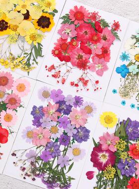 Dried Flowers UV Resin Decorative Natural Flower ers 3D Pres
