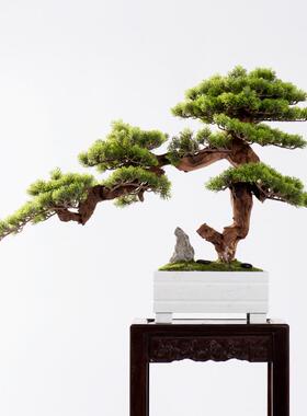 仿真迎客松盆景客厅玄关绿植松树走廊过道日式禅意新中式盆栽摆设
