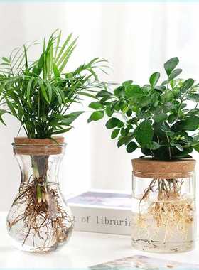 透明简约创意水培植物玻璃花瓶水养绿萝九里香罗汉松盆栽插花瓶