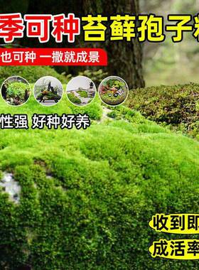 苔藓粉青苔苔藓孢子粉四季假山盆景苔藓孢子粉吸水石短绒苔藓孢子
