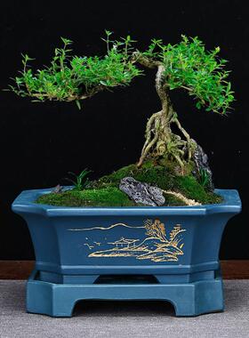 紫砂花盆带底座长方形仿古桌面盆景室内假山兰花老桩云竹绿植