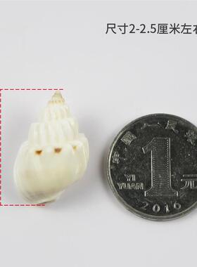 天然贝壳海螺手工diy装饰品微景观卷贝鱼寄居蟹替换壳鱼缸造景珊