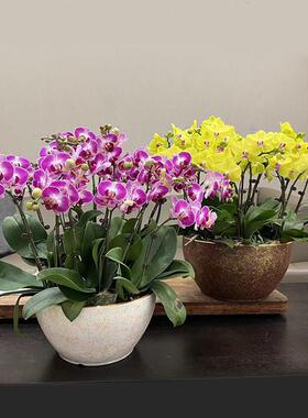 高端蝴蝶兰花盆专用套盆陶瓷家用盆栽矮盆大口径拼组轻奢兰花花盆