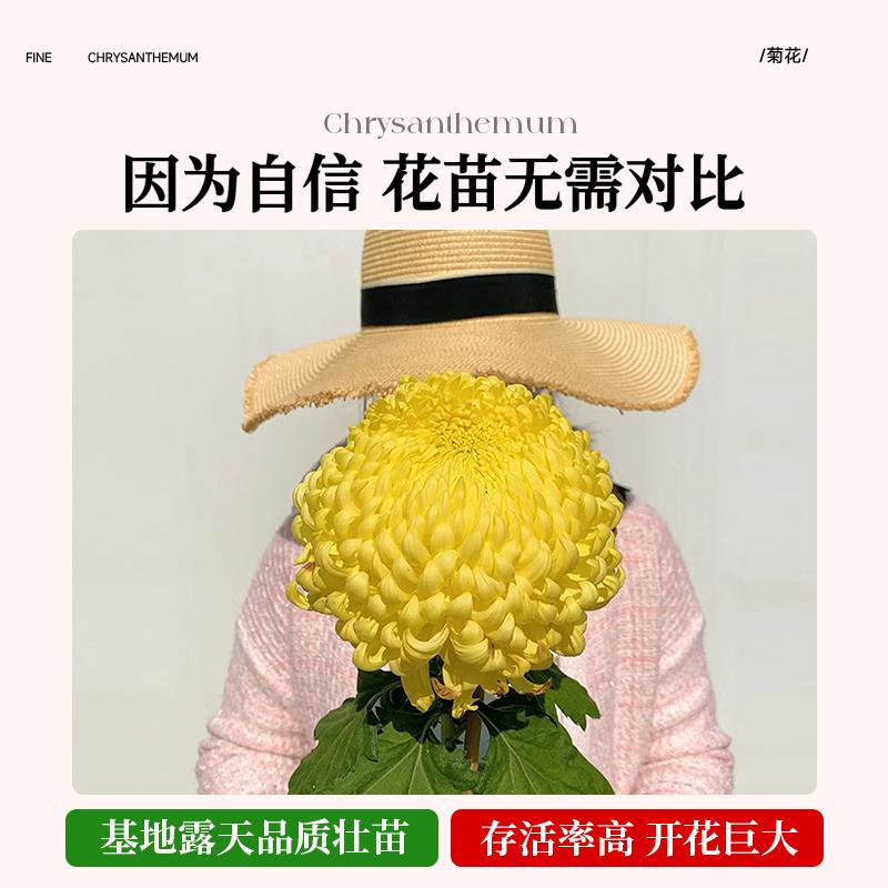 荷兰菊花苗四季种植菊花苗雏菊盆栽室内外阳台好养活绿植花卉秋菊 - 图1