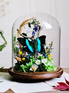 蝴蝶标本玻璃罩摆件大蓝闪蝶书房覆古家居软装植物标本创意礼物