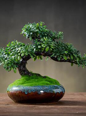 模拟迎宾松木盆景小饰品博古架电视柜咖啡桌禅宗办公室桌面装饰中