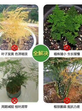 文竹专用营养液预防黄叶高效花肥料促生长生根免稀释液体肥一喷绿