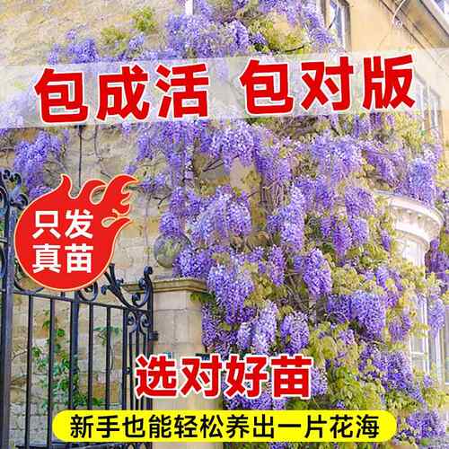 紫藤花树苗爬藤植物四季丰花庭院老桩粉色大苗藤蔓耐寒耐热室外 - 图0