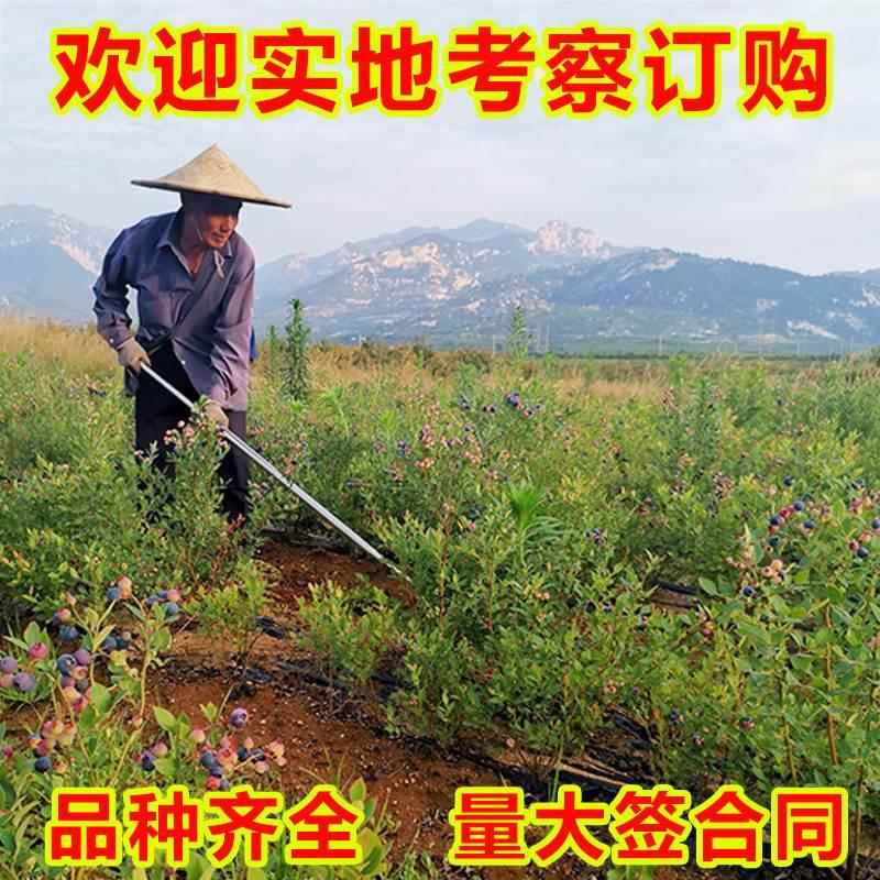 蓝莓树果苗盆栽地栽阳台庭院南北方种植当年结果特大奥尼尔蓝莓苗 - 图0