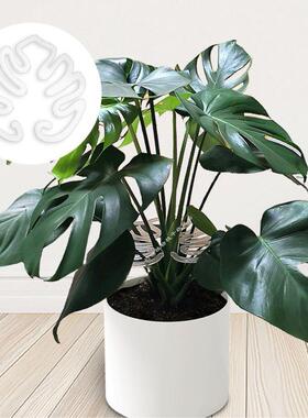 跨境热销园艺植物生长支撑架亚克力绿植龟背竹根茎固定支架支撑环