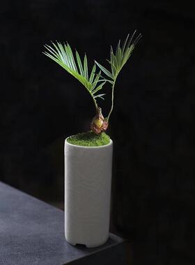 小直筒冰裂釉迷你花盆多肉绿植竹柏酒店花器创意陶瓷桌面盆栽有孔