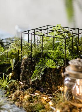 掬涵铁艺鸟笼花艺花器彷真植物微景观蕨叶绿植装饰品陈列摆件挂饰