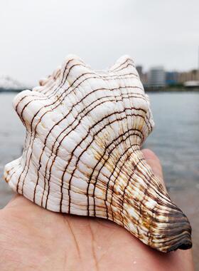 超大赤旋螺羊角螺听海声天然海螺 贝壳鱼缸造景水族箱装饰摆件