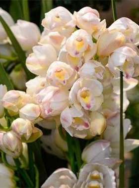 兰花盆栽 红将军 花卉摆件室内花四季建兰好养植物兰草名贵兰花苗