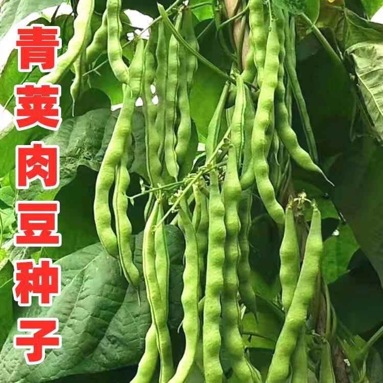 好又多四季豆种子豆角种籽架豆青荚肉豆芸豆四川春秋季田园蔬菜孑 - 图2