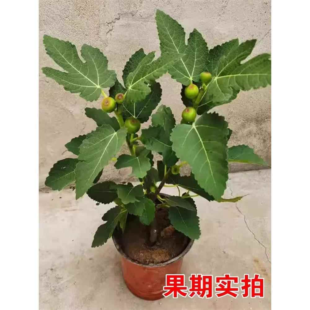 无花果树果苗特大果矮化带土南方北方种植果苗波姬红盆栽无花果苗-图2