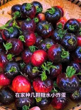 糖水黑番茄种子黑西红柿种苗种籽小番茄耐热耐寒阳台盆栽蔬菜种孑