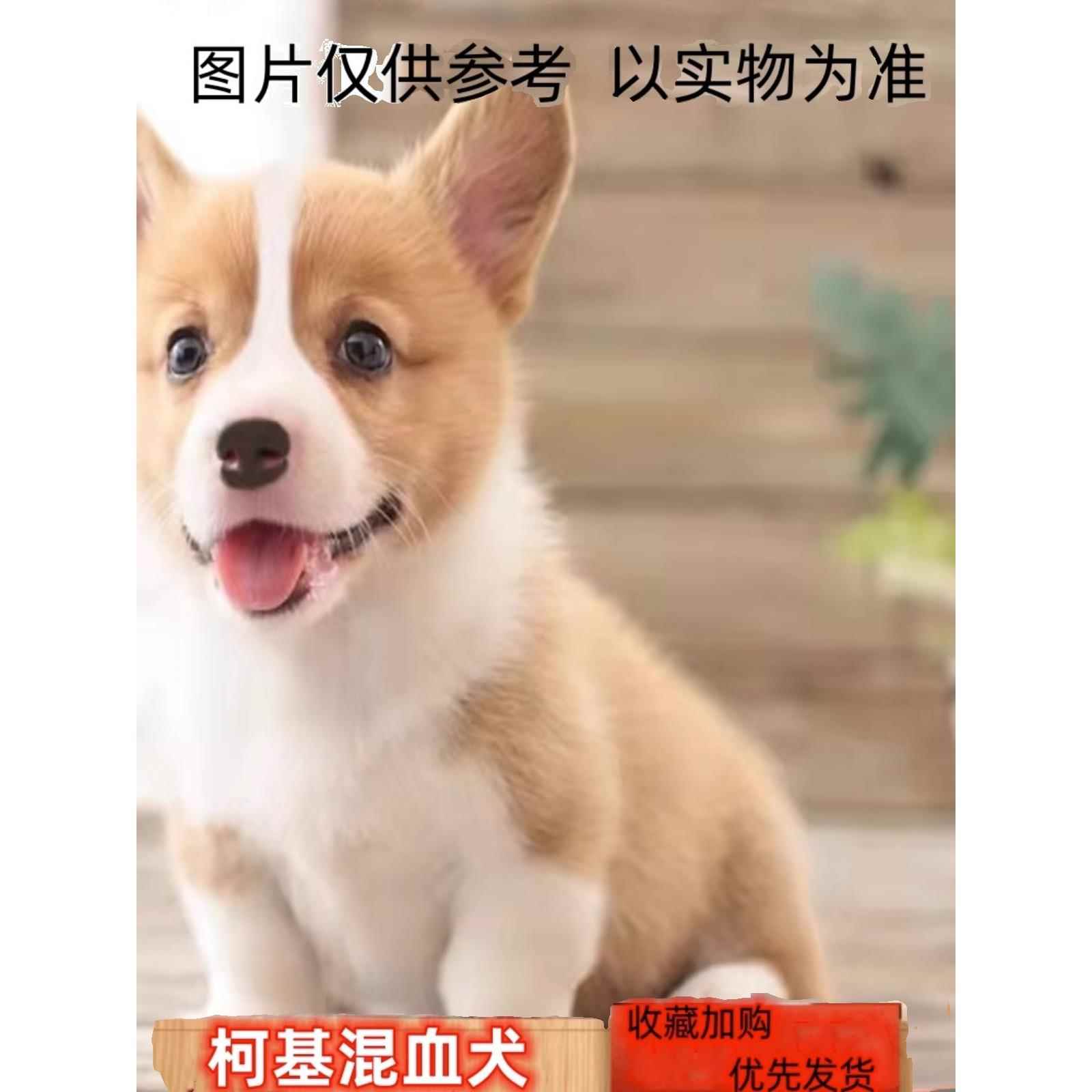 中华田园犬家养幼犬土狗金毛拉布拉多混血大黄狗纯黑/小白狗活体 - 图1