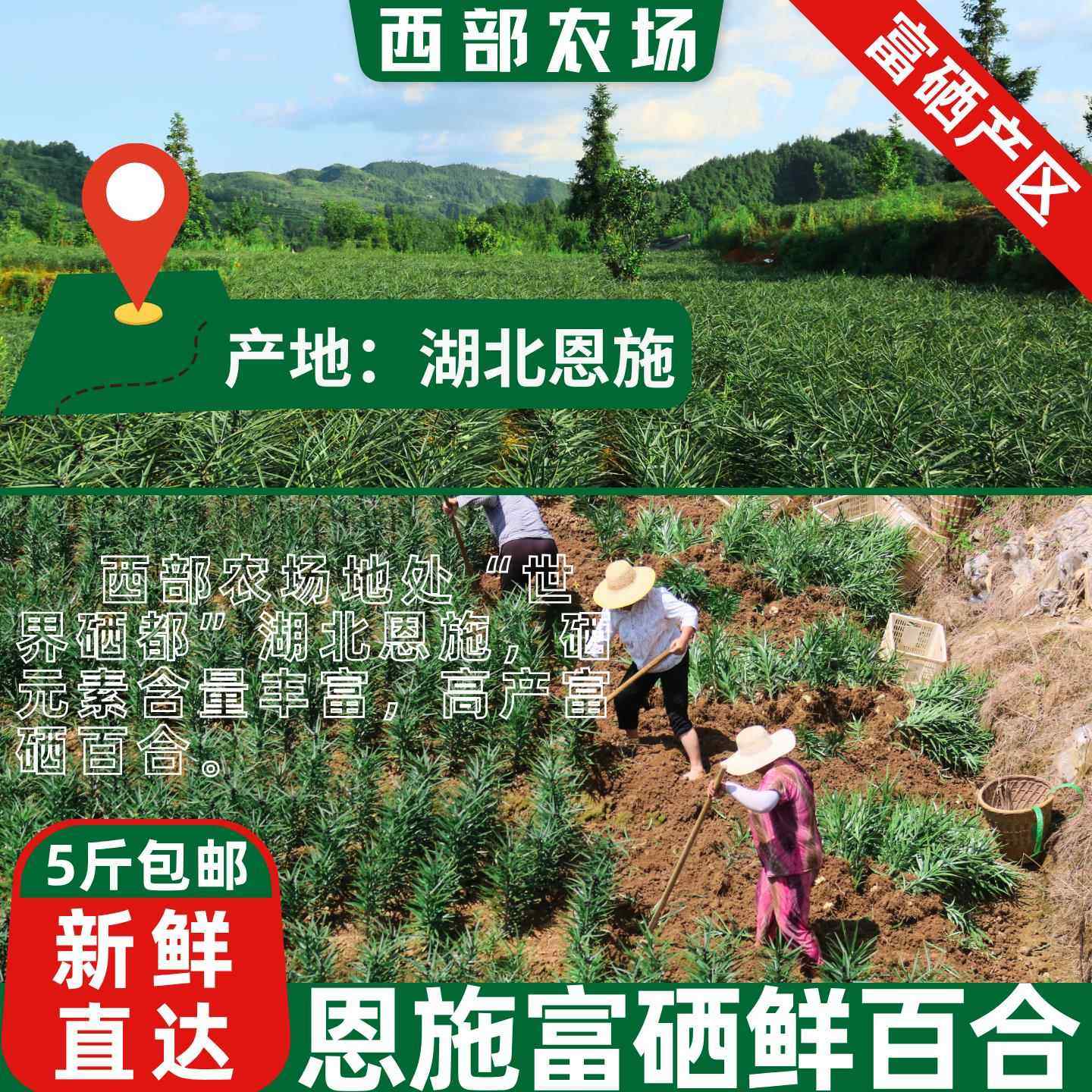 百合新鲜食用湖北恩施特产2025正宗富硒非兰州龙山牙宜兴蔬菜包邮,淘宝优惠券,粉丝福利购,淘宝优惠卷