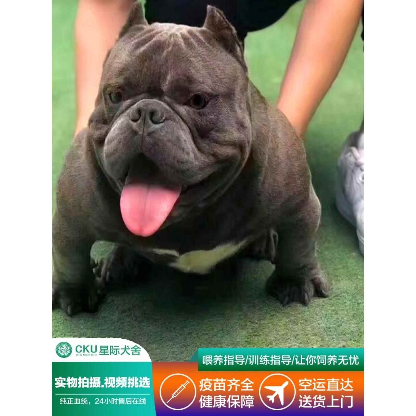 纯种血统美国恶霸犬幼犬口袋体小体恶霸犬蓝色黑色丁香色宠物狗 - 图2