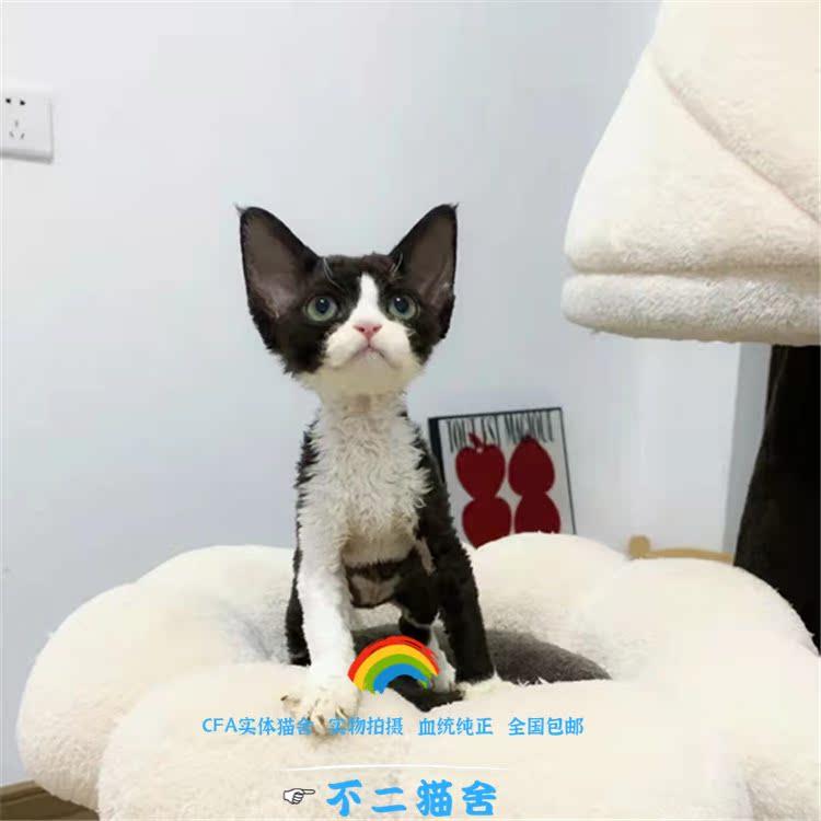 德文卷毛猫纯种幼猫黑白开脸虎斑纯白纯黑双血统短毛高智商不掉毛 - 图2