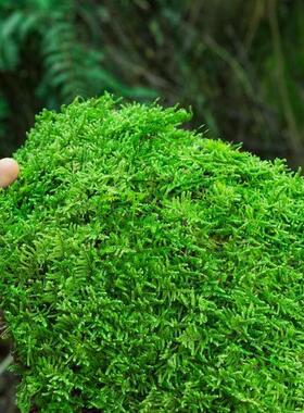 鲜活苔藓微景观植物盆景盆栽水陆缸假山草造景材料白发藓短绒青苔