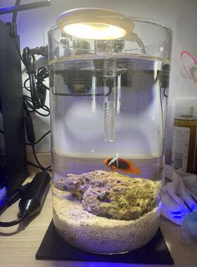 鱼缸造景小型客厅摆件水草植物2024新款超白玻璃缸微景观圆形大号