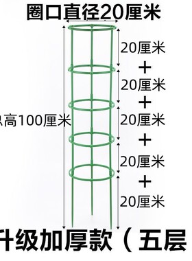 花架子火龙果太阳花月季绿萝花盆