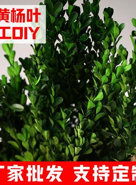 黄杨叶永生叶绿天然绿树黄杨叶手工植干花树枝式韩花束制作材料家