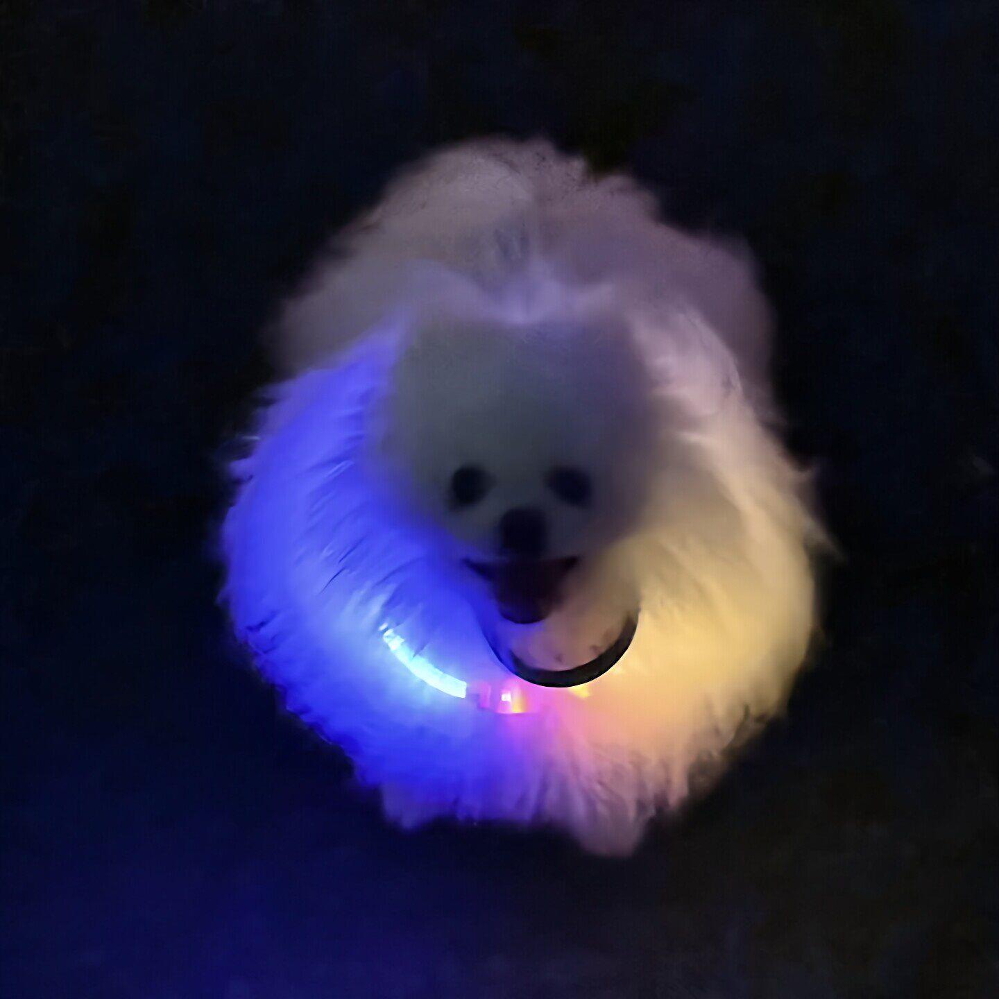 Dog walking artifact dog luminous collar night pet anti-lost locator fluorescent bright dog collar neck collar