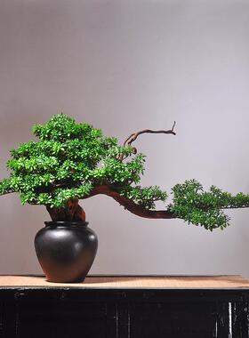 中式客松件家居玄关M00140花意瓶罗汉松盆景装迎饰大型摆仿真禅室