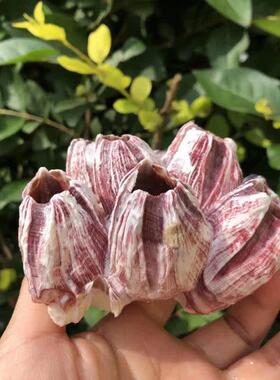 紫海莲花洞马牙大海怪石天然藤壶珊瑚鱼缸造景躲避屋虾房贝壳海螺