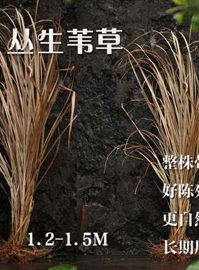 OQ天然橱M窗干面花拍摄道具干F75996SH草文束艺花束桌装饰风干花