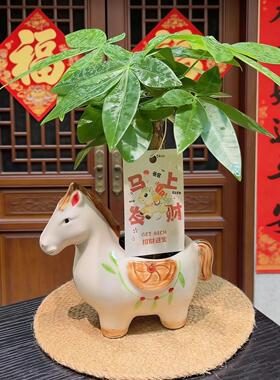 2026新款马上有钱花盆招财寓意红陶花盆室内办公创意陶瓷小福马