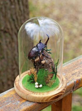 生态甲虫独角仙标本艺术玻璃罩昆虫微景观桌面展示框摆件手工礼物