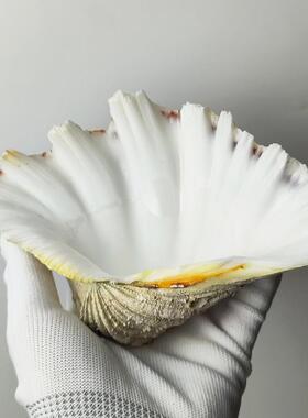 鼠尾草鲍鱼壳合集新西兰黑金鲍鱼壳澳洲白红鲍壳墨西哥鲍鱼壳烧盘