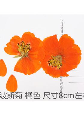 硫华菊 波斯菊 diy滴胶干花手机壳 押花 压花 植物标本 花事未了