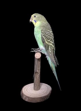 家居摆饰装饰品鸟类标本假鸟彷真鸟小鸟鹦鹉标本墙壁挂件羽毛鸟