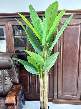 真香蕉树室内摆件大型绿色植物盆景婚庆酒店橱窗落地绿植