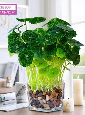 内小清新彷假真植物盆栽室客厅花盆发财树景绿01植田园电视柜台摆