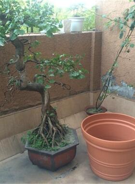 爱丽丝种树大花盆 塑料 特大号 爱丽思树脂花盆大号 水培 仿陶瓷