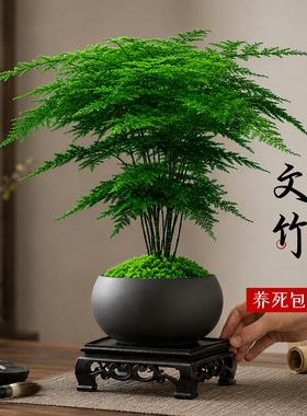 家里装饰品摆件高级感文竹盆栽室内桌面绿植办公室耐阴禅意盆景客