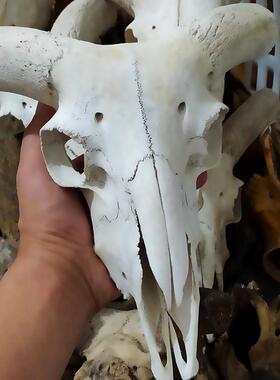 特价真羊头头骨装饰品动物羊标本特色工艺品美术静物素材家居摆饰